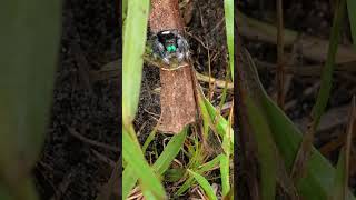 The Cutest Jumping Spider Phidippus regius [upl. by Paine139]