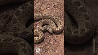 Angry Harmless Snake shorts snakes wildlife Africa [upl. by Leede789]