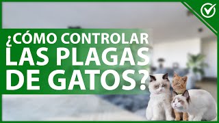 🐱 ¿Cómo controlar y combatir las plagas de GATOS  Colonias callejeras 🧼🐱 [upl. by Cleve853]