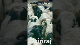 A herd of sheep found on Solukhumbu road sheep rode travel shortsvideo shors [upl. by Notnelc670]