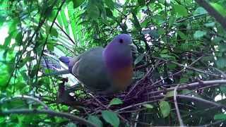 Pinknecked Green Pigeon Nesting [upl. by Valentin]