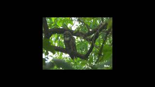 Mobbing behavior of jungle babblers crested hawk eagle towards mottled wood owl Gujarat Sept 2024 [upl. by Beryle]