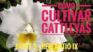 Cultivo de Cattleyas Parte 5  replantio IX [upl. by Padriac]