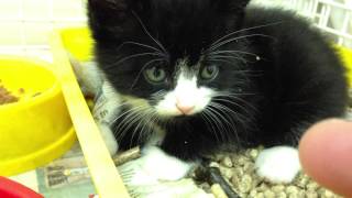 Adorable Kitten hissing  Part 1 Inside cage [upl. by Heigl]