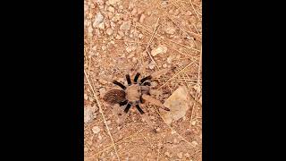 Aphonopelma chalcodes Western desert tarantula Desert blond tarantula Mexican blond tarantula [upl. by Letnahc]