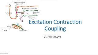 Excitation Contraction Coupling [upl. by Ibor]