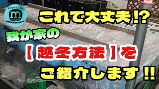 【越冬のやり方】いよいよ長い冬がやって来る！寒い地域の方は必見これで冬を乗り切ろう [upl. by Melantha457]