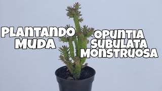 Plantando Muda Opuntia Subulata Monstruosa [upl. by Bihas]