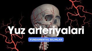 YUZ ARTERIYALARI fundamental bilimlar [upl. by Schubert930]