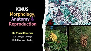 Pinus Morphology Anatomy amp Reproduction by Dr V D Devarkar [upl. by Larner]