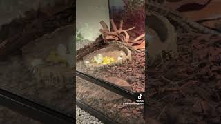 My tegus are bashing their delicious boiled eggs goldentegu [upl. by Laurita]