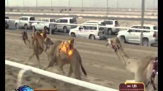 Camel Racing in Dubai [upl. by Lagas663]