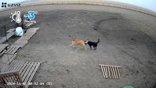 Beaver County Animal Shelter morning routine [upl. by Wellesley545]