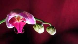 Orchid TIme Lapse 1 [upl. by Sclater]