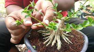 Tahapan perantingan bonsai sancang mame real bonsai bonsaisancang shorts tanaman rahapanbonsai [upl. by Neumeyer]