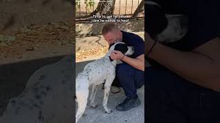 Lonely Dog Was Abandoned At A School  The Dodo [upl. by Haskel]