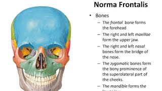 Norma Frontalis skull anatomy Ospe  Head and neck [upl. by Ellekcim]