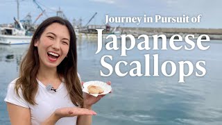 Journey in Pursuit of Japanese Scallops [upl. by Malaspina525]