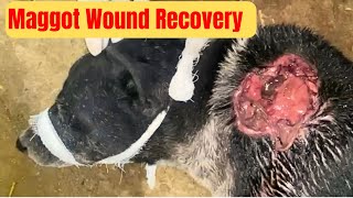 Dog Recovery From Maggot Wound [upl. by Aikemot]