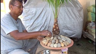 How to bonsai a Palm tree with English subtitle [upl. by Ullman]