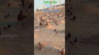 quotJannat ul Baqi kabristan Madina jannatulbaqi shortviral [upl. by Johna]