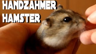 Handzahmer Hamster Tame hamster [upl. by Notlem]