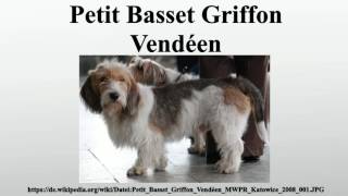 Petit Basset Griffon Vendéen [upl. by Sallyanne772]