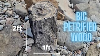 On The Hunt for Really Old Petrified Wood  Rockhounding in Nova Scotia Canada [upl. by Antonin]