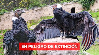 Conocimos el CÓNDOR ANDINO Ave Nacional del Ecuador [upl. by Russo109]