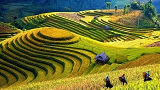 Jatiluwih Bali – Objek Wisata Pemandangan Sawah Terasering Terbaik [upl. by Ainezey39]