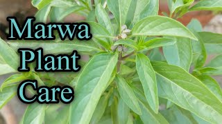 How to grow and care Marwa plant  Marjoram  Marua  Plants care and tips [upl. by Selry]