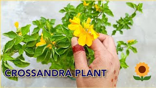 Crossandra fire cracker aboli plant care 🌱🌱 how to grow crossandra plant in pot 🌾🌾 [upl. by Anaibib]