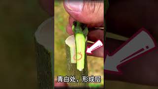 果樹嫁接入門到精通：30秒影片教你成為果樹嫁接達人Fruit tree grafting from beginner to proficient30second video teaches you [upl. by Pournaras976]