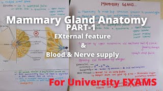 Mammary gland anatomy external feature  Breast anatomy external feature  Mammary gland 3d anatomy [upl. by Shaikh]