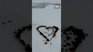 Alberta rancher creates “udderly awesome” Valentines Day video [upl. by Akers]