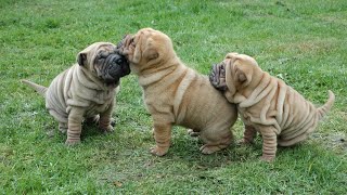 Getting to Know the Chinese SharPei A Loyal and Protective Breed [upl. by Dielu601]