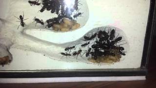 Ameisenfarm  Camponotus ligniperdus 05 [upl. by Hoj]