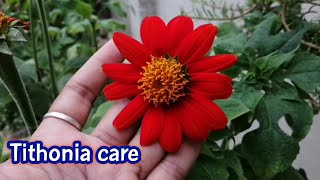 Tithonia plant careTithonia from seedsTithonia 2021 update vedio [upl. by Lisk609]