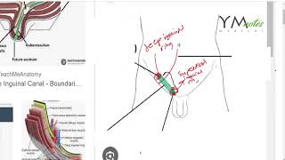 Inguinal Canal GIT مراجعة اناتومي [upl. by Noruq]