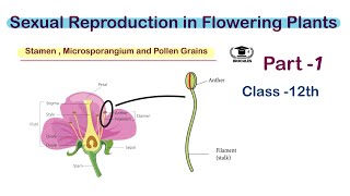 Stamen Microsporangium and Pollen grains  Class 12th  NEET  Biocules [upl. by Meek912]