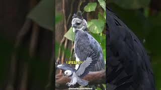 The Truth About the Harpy Eagle shorts animals [upl. by Restivo]