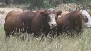 2013 Woonallee Simmentals Sale Preview [upl. by Yenruoj]