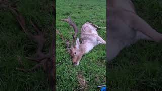 Fallow buck shot yesterday [upl. by Sillad]