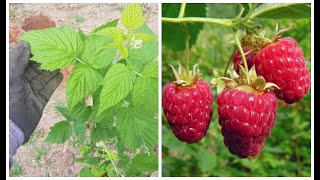 PLANTANDO FRAMBOESA SEM ESPINHOS NO SÍTIO🍓 VEJA Como Plantar Framboesa  Adubação Orgânica🌱🍓😋 [upl. by Bone696]