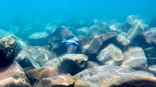 Swimming With Cichlids  Ophthamotilapia ventralis bismarck [upl. by Bobette746]