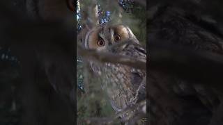 The Longeared Owl A Silent Predator 🔕🦉wildlife shorts birdsofprey [upl. by Rodger]