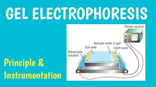 Principle and instrumentation of gel electrophoresis [upl. by Attenej]