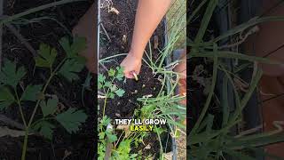 How To Grow Your Own Scallions From Scraps super easy gardening garden [upl. by Slrahc161]