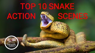 TOP 10 wild snake scenes THE BEST SNAKE ACTION snake hunt snake fight [upl. by Sioux]