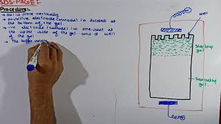 Part4 SDSPAGE Electrophoresis  preparation of Gel in SDSPAGE Electrophoresis Electrophoresis [upl. by Animehliw955]